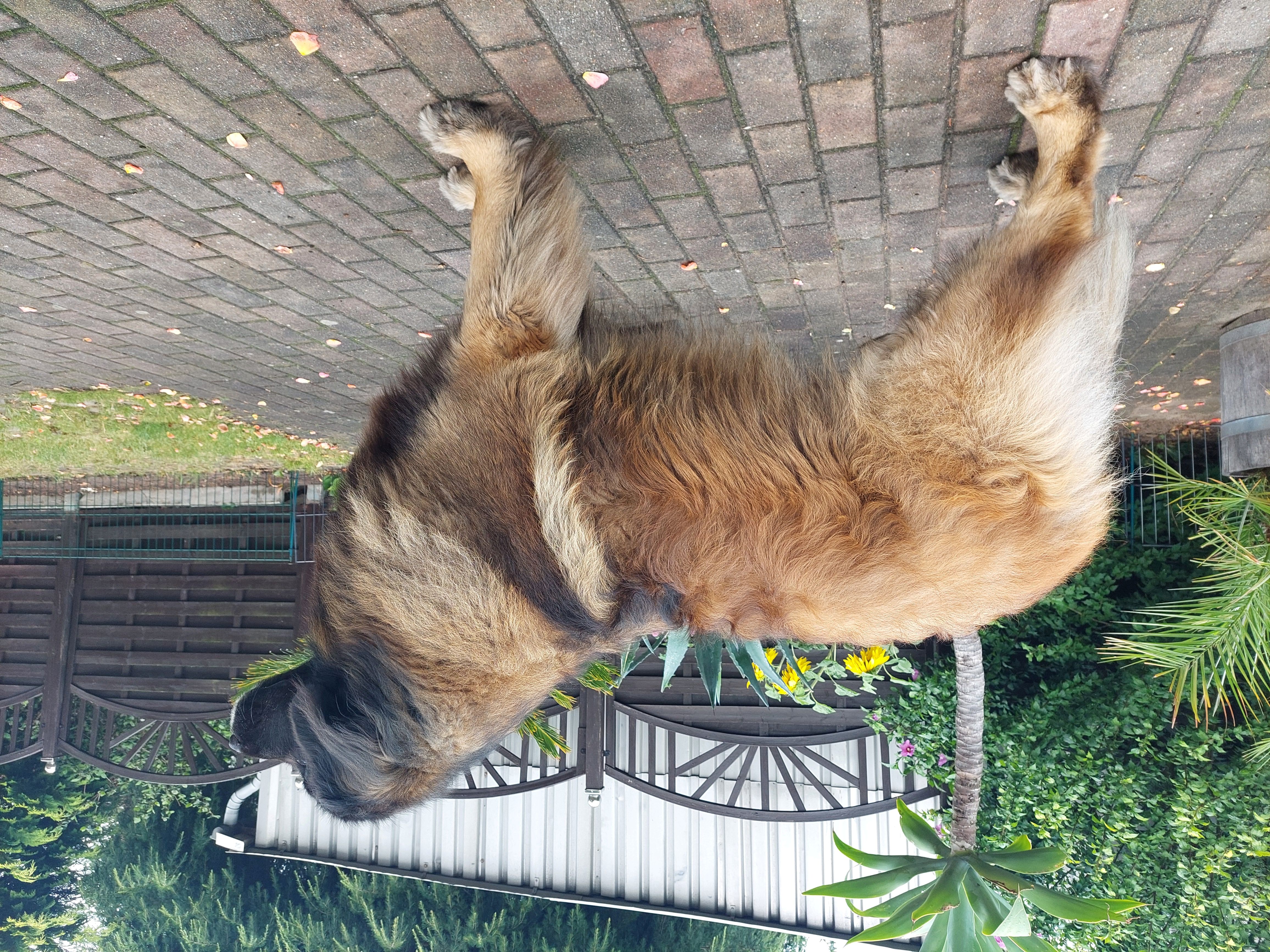 Hannibal Lowe vom Spittergrund